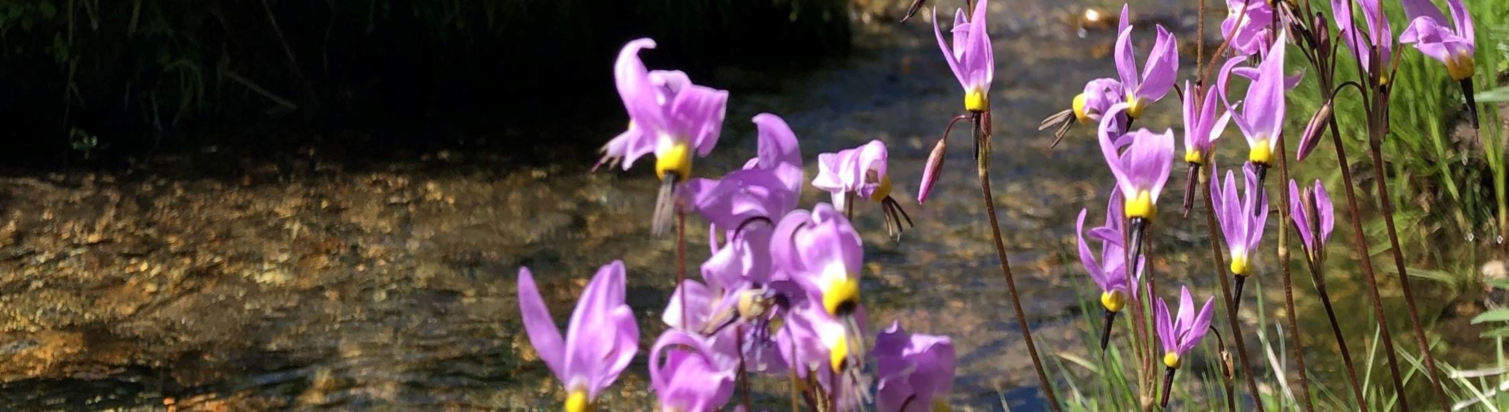 Sierra shooting star alongside mountain river