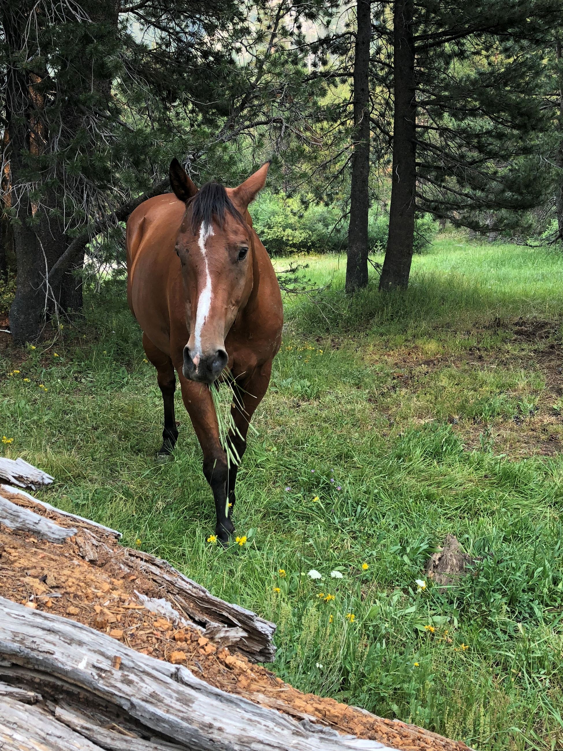 Horse in Alpine meadow